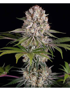 BARNEY'S FARM - Amnesia Haze - 2