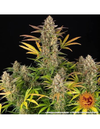 BARNEY'S FARM - Amnesia Haze Auto - 1 