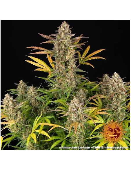 BARNEY'S FARM - Amnesia Haze Auto - 1 