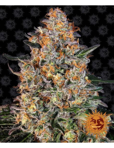 BARNEY’S FARM - Bubba Kush - 1 