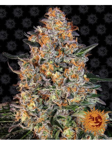 BARNEY’S FARM - Bubba Kush - 1 
