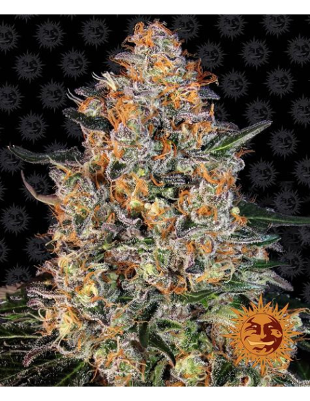 BARNEY’S FARM - Bubba Kush - 1 