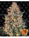 BARNEY’S FARM - Bubba Kush - 1 