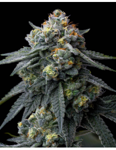 BARNEY'S FARM - Jealousy - 1 