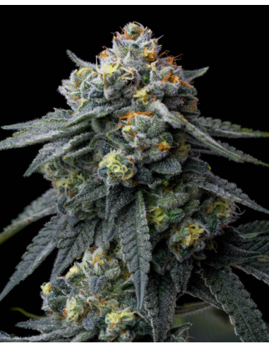 BARNEY'S FARM - Jealousy - 1 