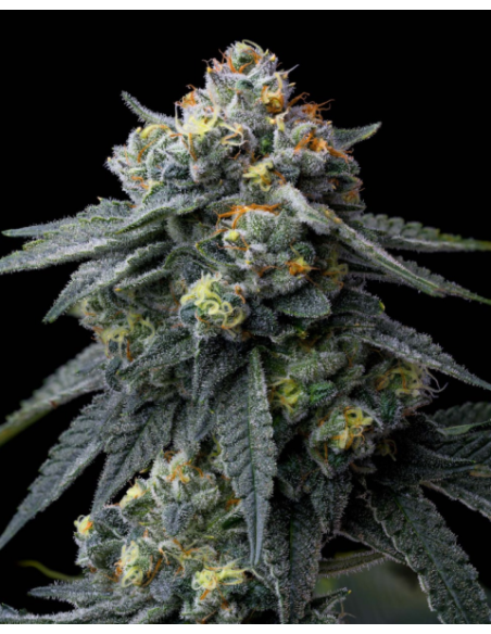 BARNEY'S FARM - Jealousy - 1 