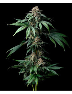 BARNEY'S FARM - Mendo Breath - 1 