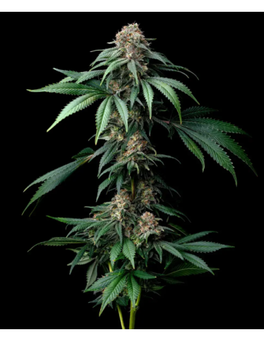 BARNEY'S FARM - Mendo Breath - 1 