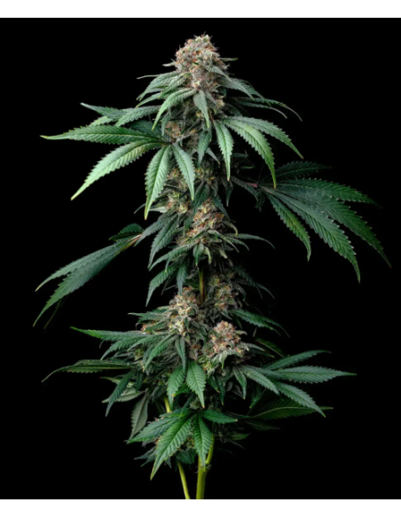 BARNEY'S FARM - Mendo Breath - 1 