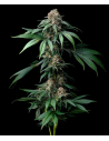 BARNEY'S FARM - Mendo Breath - 1 