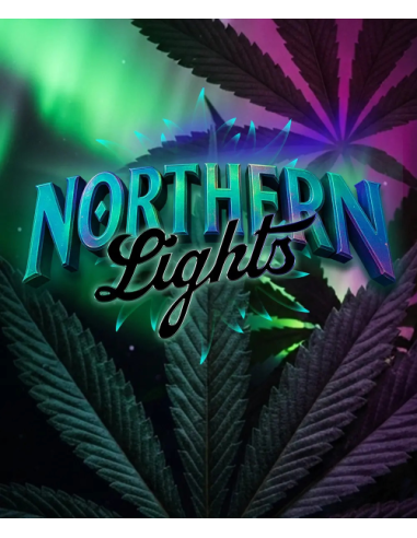 BARNEY'S FARM - Northern Lights - 1 