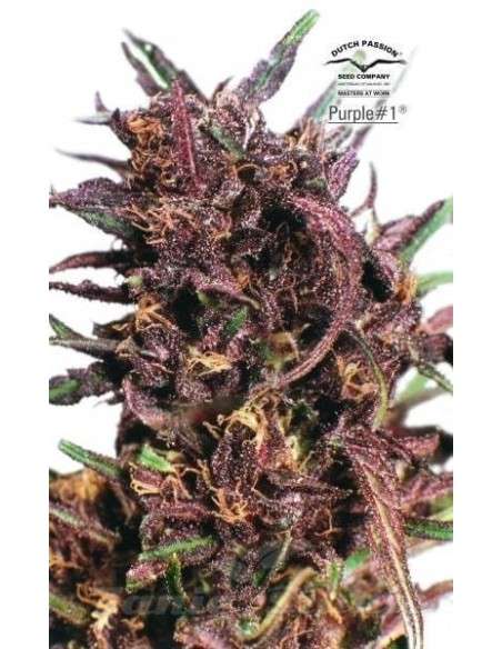 DUTCH PASSION - Purple 1 - 1