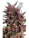 DUTCH PASSION - Purple 1 - 1
