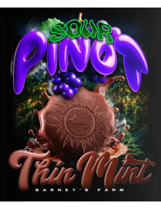 Thin Mint x Sour Pinot Auto - BARNEY'S FARM - 1 