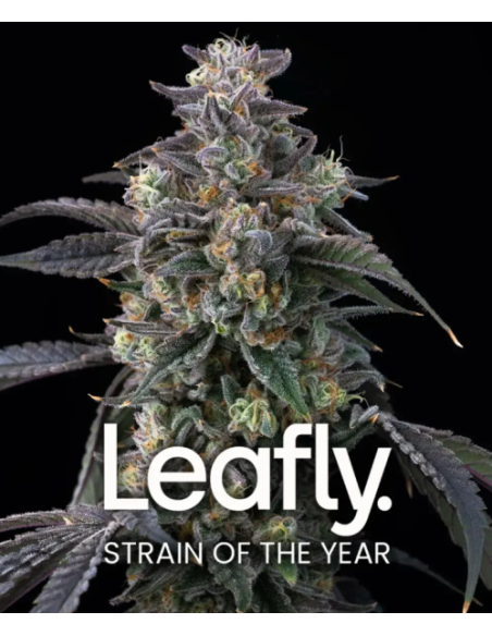 BARNEY'S FARM - Super Boof - 1 