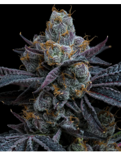 BARNEY'S FARM - White Runtz - 1 