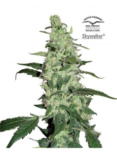 DUTCH PASSION - Skywalker Haze - 1