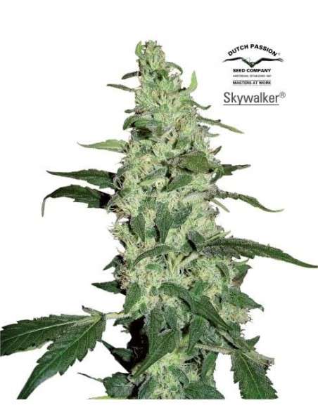 DUTCH PASSION - Skywalker Haze - 1