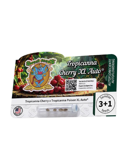 Sweet Seeds - Tropicanna Cherry XL Auto - 1 