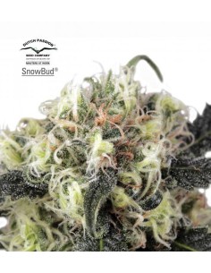 DUTCH PASSION - Snow Bud - 1