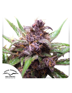 -50% DUTCH PASSION - Blackberry Kush Auto 100szt - 1 
