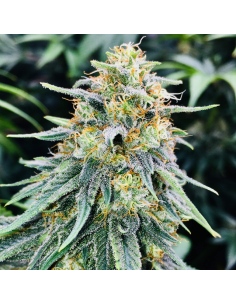 Bruce Banner 3 - Original Sensible Seeds - 1 