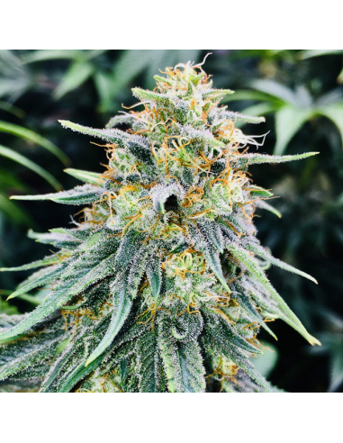 Bruce Banner 3 - Original Sensible Seeds - 1 