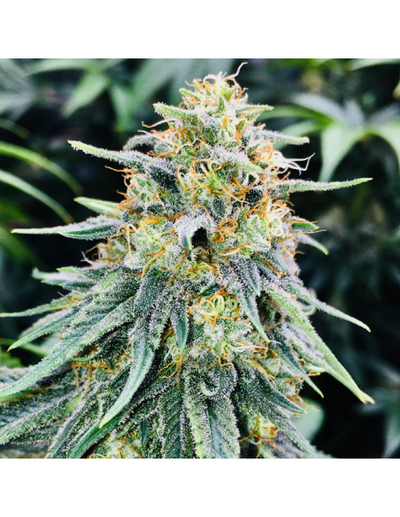Bruce Banner 3 - Original Sensible Seeds - 1 