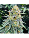 Bruce Banner 3 - Original Sensible Seeds - 1 