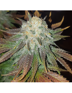 Bruce Banner 3 - Original Sensible Seeds - 1  2