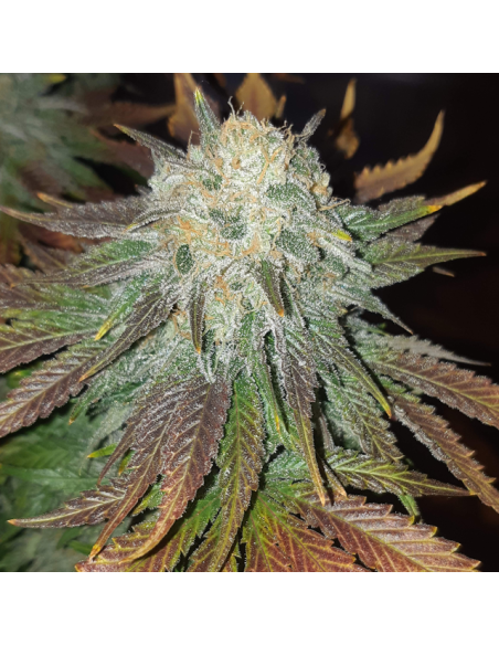 Bruce Banner 3 - Original Sensible Seeds - 2 