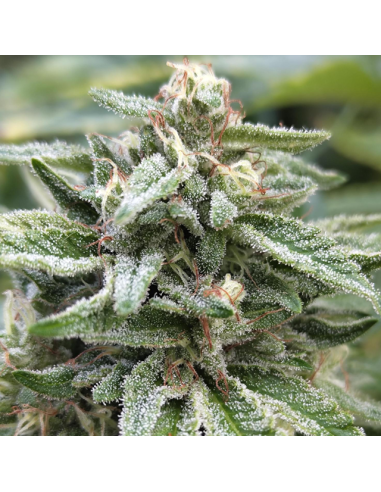 Bruce Banner 3 - Original Sensible Seeds - 3 