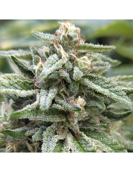 Bruce Banner 3 - Original Sensible Seeds - 3 