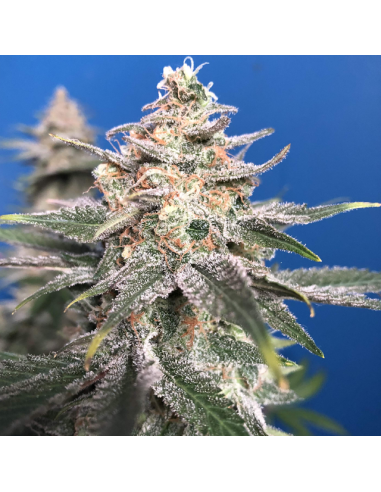 Wedding Cake - Original Sensible Seeds - 1 