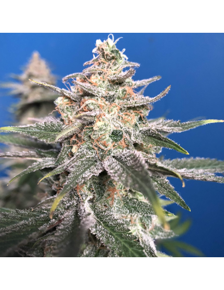 Wedding Cake - Original Sensible Seeds - 1 