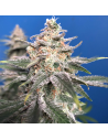 Wedding Cake - Original Sensible Seeds - 1 