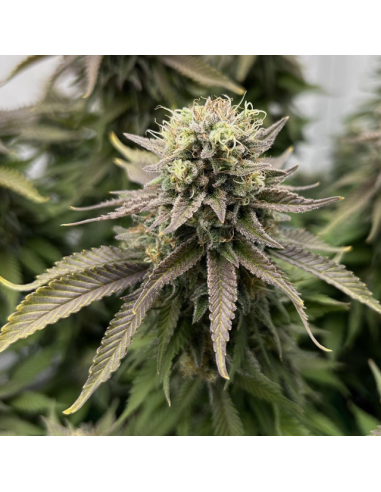 Wedding Cake - Original Sensible Seeds - 2 