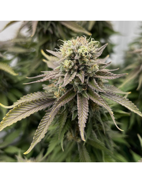 Wedding Cake - Original Sensible Seeds - 2 