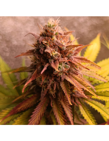 GG 4 Original Glue - Original Sensible Seeds - 2 