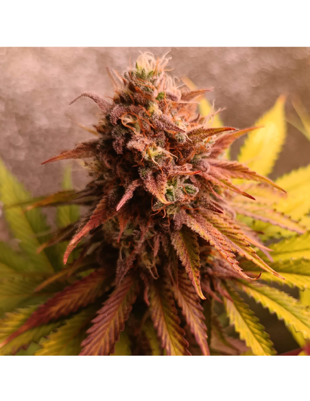 GG 4 Original Glue - Original Sensible Seeds - 2 