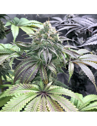 GG 4 Original Glue - Original Sensible Seeds - 3 