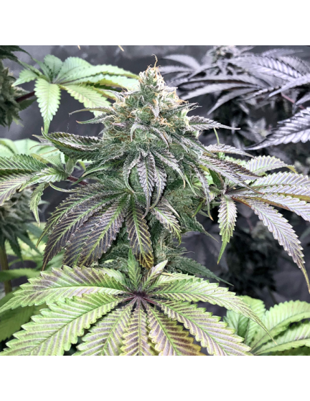 GG 4 Original Glue - Original Sensible Seeds - 3 