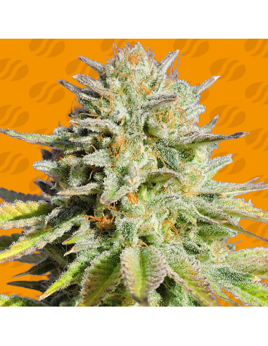 GG 4 Original Glue - Original Sensible Seeds - 1 