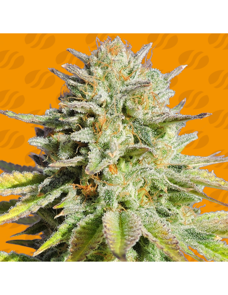 GG 4 Original Glue - Original Sensible Seeds - 1 