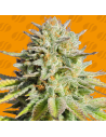GG 4 Original Glue - Original Sensible Seeds - 1 