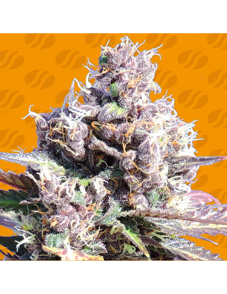 Gelato - Original Sensible Seeds - 1 