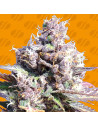 Gelato - Original Sensible Seeds - 1 