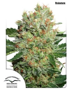 DUTCH PASSION - Brainstorm - 1