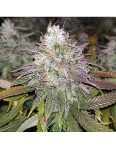 Gelato - Original Sensible Seeds - 1  2