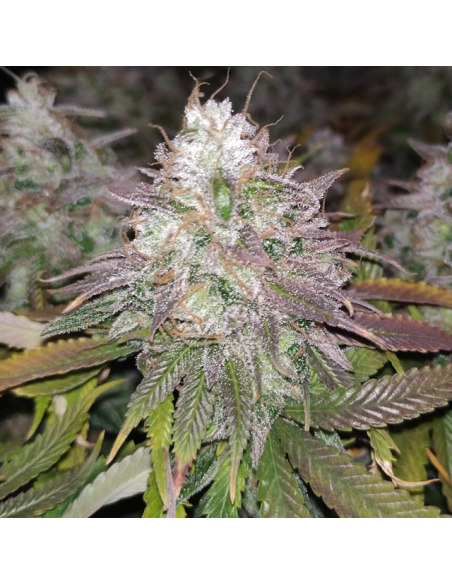 Gelato - Original Sensible Seeds - 2 